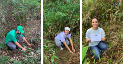 floripa-350:-mudas-de-arvore-simbolo-da-ilha-de-sc-sao-plantadas-em-acao-da-ndtv