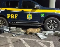 cadela-da-policia-encontra-30-kg-de-maconha-em-malas-de-onibus-em-guaraciaba