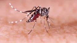 dengue-faz-mais-uma-vitima-fatal-em-joinville