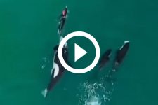 videos:-grupo-de-orcas-cerca-mulher-em-registro-chocante