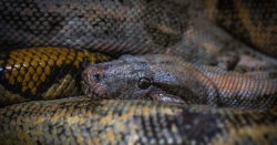 mulher-desaparecida-e-encontrada-dentro-do-estomago-de-cobra-‘gigante’