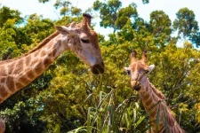 tudo-o-que-voce-precisa-saber-sobre-o-momento-girafa,-no-beto-carrero-world