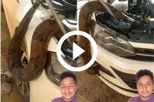 video:-serpente-gigante-e-encontrada-no-motor-de-um-carro;-‘olha-o-tamanho-da-cobra’