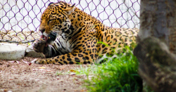 visitante-selvagem:-onca-pintada-invade-chacara-e-arrasta-cachorro-mata-adentro