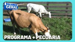 programa-+-pecuaria-oferece-inseminacao-artificial-gratuita-para-gado-de-corte-e-leite