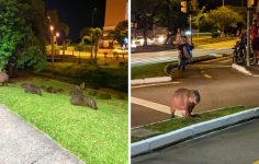 fotos-flagram-‘invasao-de-capivaras’-em-gramado-no-bairro-itacorubi,-em-florianopolis