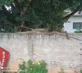 fotos:-sucuri-brota-em-cima-de-muro-e-apavora-ate-os-cachorros-em-mt