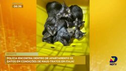 33-gatos-em-condicoes-insalubres-e-sem-alimentacao-sao-resgatados-de-apartamento-de-itajai