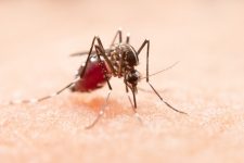 infeccao-por-dengue:-professor-da-unisul-da-dicas-de-como-se-prevenir