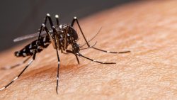 surto-de-dengue-em-santa-catarina-provoca-aumento-significativo-de-mortes-em-2023