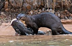 imagem-mostra-a-incrivel-cacada-de-uma-ariranha-no-pantanal 