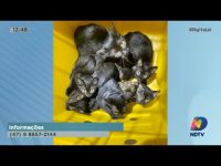 mais-de-30-gatos-sao-resgatados-em-apartamento-no-sao-joao-em-itajai