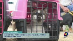 giro-de-noticias:-icara-tera-adocao-de-animais-neste-sabado