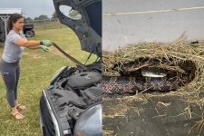 video-mostra-mae-corajosa-no-momento-em-que-retira-cobra-de-dentro-do-carro-da-filha