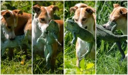 imagem-mostra-cacada-de-cachorro-no-pantanal:-‘iguana-na-boca’