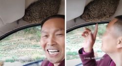 rindo-de-nervoso?-homem-leva-enxame-de-abelhas-de-carona-dentro-do-carro;-assista-ao-video