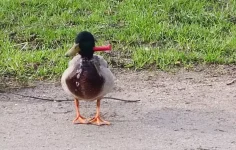 ‘pato-donald’-selvagem-e-descoberto-vivendo-inabalado-com-faca-cravada-no-pescoco