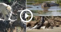 videos-de-duelo-entre-onca-pintada-e-jacare-mostram-por-que-a-especie-e-a-rainha-do-pantanal