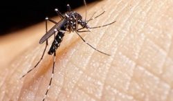 luta-contra-a-dengue:-florianopolis-conta-com-3-centros-de-saude-abertos-neste-fim-de-semana