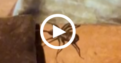 video:-fim-de-semana-romantico-acaba-com-invasao-de-aranhas-em-chale