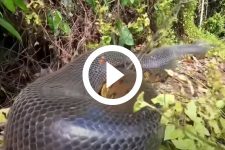 video:-pescador-flagra-serpente-gigante-tomando-sol;-‘super-sucuri’