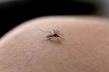 joinville-confirma-mais-duas-mortes-por-dengue;-cidade-acumula-seis-obitos