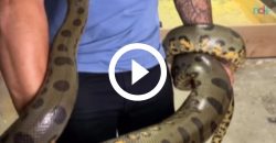 ‘nervosinha’:-cobra-se-irrita-com-homem-e-o-morde-diversas-vezes;-video