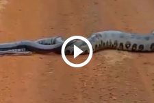 video:-cobra-gigante-e-flagrada-sendo-seguida-por-machos-e-tamanho-impressiona;-‘nossa-senhora’