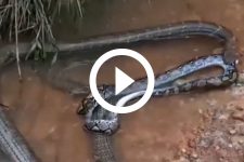 video:-maior-cobra-peconhenta-do-mundo-ataca-piton-e-imagens-impressionam