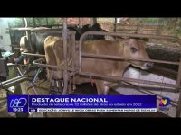 destaque-nacional:-producao-de-leite-cresce-32-milhoes-de-litros-no-estado-em-2022