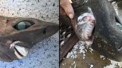 fotos:-pescador-fisga-tubarao-sorridente-das-profundezas-e-identificacao-intriga-especialistas