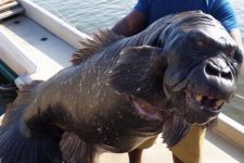 ‘peixe-gorila’?-entenda-imagem-que-viralizou-na-internet