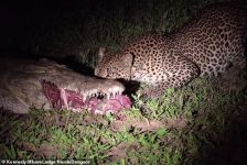 fotos:-leopardo-ousado-arranca-perna-de-antilope-das-mandibulas-de-crocodilo-sonolento