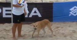 cachorro-invade-quadra-durante-jogo-do-circuito-de-volei-mundial-sediado-em-itapema