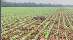 agricultor-encontra-‘anta-toda-riscada-da-onca’;-video