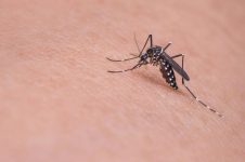 municipio-confirma-morte-por-dengue;-ja-sao-quase-30-casos-neste-ano