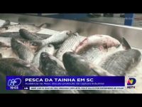 pesca-da-tainha-em-sc:-audiencia-na-alesc-discute-proibicao-da-captura-industrial