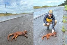 animal-raro-ameacado-de-extincao-morre-atropelado-em-sao-miguel-do-oeste