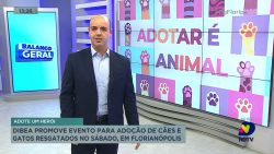 dibea-promove-evento-para-adocao-de-caes-e-gatos-resgatados-no-sabado,-em-florianopolis