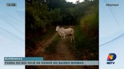 farra-do-boi-hoje-no-bairro-de-bombas-em-bombinhas