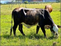 fazenda-experimental-da-ressacada-tem-excedentes-da-bovinocultura-para-comercializacao