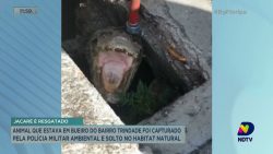 jacare-e-resgatado-de-bueiro-em-florianopolis-e-solto-no-habitat-natural