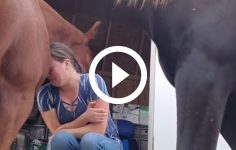 video:-cavalo-vira-‘ombro-amigo’-e-consola-dona-em-cena-emocionante