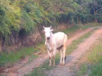 farristas-invadem-casas-e-maltaram-boi-durante-farra-em-bombinhas