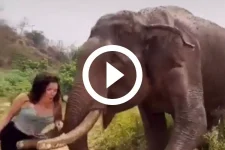 video:-elefante-‘fofo’-surpreende-e-ataca-jovem-brutalmente