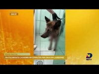 policia-resgata-cachorro-em-condicoes-de-maus-tratos-na-cidade-de-laurentino