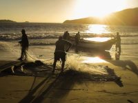 tudo-o-que-voce-precisa-saber-sobre-a-temporada-de-pesca-da-tainha-em-florianopolis