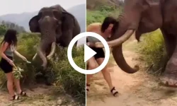 video:-elefante-se-revolta-apos-ser-‘enganado’-com-banana-e-arremessa-turista-desavisada