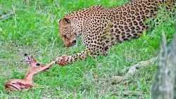 ‘quer-comer-ou-brincar?’:-leopardo-tenta-fazer-antilope-ferido-ficar-de-pe