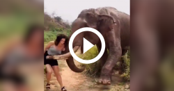 banana-e-coisa-seria:-mulher-e-arremessada-por-elefante-faminto-em-video-viral